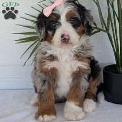 Annie/Mini Bernedoodle									Puppy/Female	/8 Weeks,Hello everyone! Meet our precious little girl, Annie. She is a beautiful F1 blue-merle mini bernedoodle with a very beautiful coat of soft wavy hair! Her coat is a very unique color of blue! Annie has a very sweet temperament andis very well socialized! She is very playful and is sure to make the perfect companion to anyone giving her a loving home! Annie would make the perfect companion to go on walks with or if you are looking for someone to snuggle up on the couch with she is always up for that as well! Annie will be available to go home on July 7th..