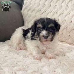 Dillon/Havanese									Puppy/Male	/9 Weeks,    Hi, I’m Dillon! I’m a handsome AKC Registered Havanese boy with a beautiful black and white coat, sparkling eyes, and a sweet personality that loves attention! I’ve been raised with lots of love and care, and now I’m searching for a forever family to call my own. I’m up to date on all my shots and dewormings, have been microchipped, and come with a health guarantee so you can feel confident bringing me home. I love cuddles, playtime, and being right by your side wherever you go! No matter where you live, delivery is available right to your door in most areas, making it easy for me to become part of your family. Contact today: I can’t wait to meet you and fill your home with love, puppy kisses, and lots of happy memories! 