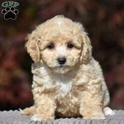 Lincoln/Bich-Poo									Puppy/Male	/9 Weeks,Pond View Puppies is excited to introduce Kenny and Twinkles’s new Bichpoo puppies!! They were born on May 2, 2026. We expect these puppies to weigh 9 to 13 pounds full grown. These pups will be a perfect fit for a family pet or for a 1-person companion! They love attention and cuddles. And they love playing with their toys and children. These Bich-poo are a good fit for anyone, including  families  with children. Our Bich-poo puppies have  been microchipped. They have had their first vaccinations and dewormers and have benn given health certificates by our  veterinarian. You will be given a 2-year genetic health guarantee, a small bag of NutriSource puppy food, and a blanket with the mother & littermate’s scent on it when you pick up your puppy. Pond View Puppies is eager to meet you! We will do our best to make this adoption process easy for you and your new furbaby :).  You may call or text Ruthie any time. Sunday calls & texts will be returned on Monday morning.