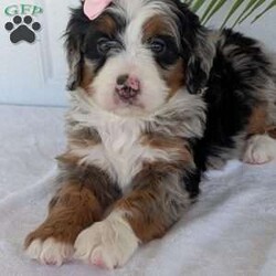 Annie/Mini Bernedoodle									Puppy/Female	/8 Weeks,Hello everyone! Meet our precious little girl, Annie. She is a beautiful F1 blue-merle mini bernedoodle with a very beautiful coat of soft wavy hair! Her coat is a very unique color of blue! Annie has a very sweet temperament andis very well socialized! She is very playful and is sure to make the perfect companion to anyone giving her a loving home! Annie would make the perfect companion to go on walks with or if you are looking for someone to snuggle up on the couch with she is always up for that as well! Annie will be available to go home on July 7th..