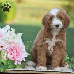 Rosie-F1B/Mini Goldendoodle									Puppy/Female	/May 11th, 2026,Meet Rosie a F1B generation Mini Goldendoodle puppy! The mother is a Mini Goldendoodle 30lb and the father is a ACA registered Mini Poodle 12lb. Each puppy comes fully vet checked; shots and dewormed; 30 day health guarantee; small bag of puppy food and all paperwork along with a customized puppy packet to your specific puppy. The Mini Goldendoodle is a great choice dog breed for someone looking for a small dog breed, hypoallergenic, less shedding and great family personality dog. If your interested in any of the puppies we have currently available please give us a call today, thank you!