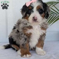 Annie/Mini Bernedoodle									Puppy/Female	/8 Weeks,Hello everyone! Meet our precious little girl, Annie. She is a beautiful F1 blue-merle mini bernedoodle with a very beautiful coat of soft wavy hair! Her coat is a very unique color of blue! Annie has a very sweet temperament andis very well socialized! She is very playful and is sure to make the perfect companion to anyone giving her a loving home! Annie would make the perfect companion to go on walks with or if you are looking for someone to snuggle up on the couch with she is always up for that as well! Annie will be available to go home on July 7th..