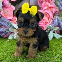 April/Yorkshire Terrier/Female/May 3, 2026