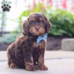 Warren/Cockapoo									Puppy/Male	/8 Weeks,Meet Warren, an absolutely adorable F1 Cockapoo puppy with a playful personality and a heart full of love! This sweet little boy loves exploring his surroundings, chasing after toys, and cuddling up for cozy naps after a fun day of play. With his soft fluffy coat, bright eyes, and happy spirit, he brings joy everywhere he goes. Friendly, affectionate, and full of charm, this precious puppy is sure to make every day brighter with his loving nature and adorable antics.