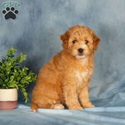 Amberly/Mini Labradoodle									Puppy/Female	/April 26th, 2026,These sweet little Labradoodle puppies are happy, healthy, and ready to find their new furever families! Raised in a loving family environment, they have been very well socialized and are comfortable with all the everyday sights and sounds of family life. They’ve been handled regularly and are used to being around children, helping them grow into confident and affectionate companions.