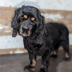 Pepper/Cockapoo									Puppy/Male	/8 Weeks,Meet Pepper! Outgoing, inquisitive, playful and full of fun! Pepper is quite the little guy. Always the one to try out new things. Pepper is very intelligent and quick to comprehend. Sure to steal your heart!