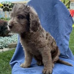 Remi/Labradoodle									Puppy/Female	/7 Weeks,Our adorable Labradoodle puppies are looking for their forever families! These sweet pups are raised with lots of love and are well-socialized, making them wonderful companions for families, couples, or individuals. Medium size (great for any home) Friendly, affectionate, and intelligent Low-shedding, soft coats, Great with other pets , Health checked and up to date on age-appropriate vaccinations and deworming! If you’re looking for a loyal best friend with a loving personality, one of these precious Labradoodles could be the perfect addition to your family!