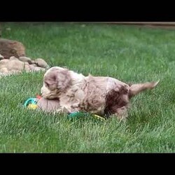 Oakley/Cockapoo									Puppy/Male	/9 Weeks,Hi, my name is Oakley, and I’m an absolutely adorable Cockapoo puppy with a sweet personality and a heart full of love! I’m playful, affectionate, and always ready to brighten your day with my happy spirit. I love exploring new places, playing with my favorite toys, and spending time with the people I love most. After a fun-filled day of adventures, my favorite place is right by your side, soaking up cuddles and attention. With my soft, fluffy coat, expressive eyes, and irresistible Cockapoo charm, I’m sure to capture your heart from the moment we meet. I’m intelligent, eager to please, and ready to become a loyal companion who will fill your home with love, laughter, and unforgettable memories.