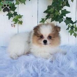 Max/Pomeranian									Puppy/Male	/10 Weeks,Meet Max! This beautiful pomeranian puppy is very friendly and playful. He is being family raised and is used to being around children. Max has been vet checked and is up-to-date on shots and deworming. This cutie is ready for his new home! You can call or text us for more information or to schedule a visit. 