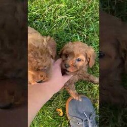 Buddy/Mini Goldendoodle									Puppy/Male	/9 Weeks,Meet Buddy! This sweet and adorable F1B Mini Goldendoodle is looking for a forever family!