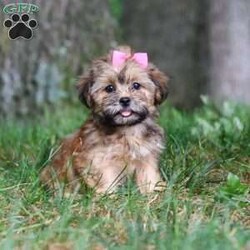 Bebee/Shorkie									Puppy/Female	/12 Weeks,Meet Bebee, a cute Shorkie puppy with a friendly, playful personality. She enjoys playing with toys, exploring her surroundings, and spending time with people. Bebee has been raised with care and attention and is well on her way to becoming a loving companion for her new family.