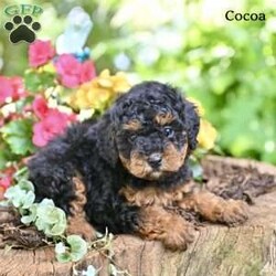 Cocoa/Miniature Poodle									Puppy/Female	/May 9th, 2026,These adorable Mini Poodle puppies are looking for loving homes where they will be cherished and spoiled with plenty of love and attention. They have been well socialized and enjoy spending time with people, making them wonderful companions . Their friendly personalities and playful nature make them a joy to be around.