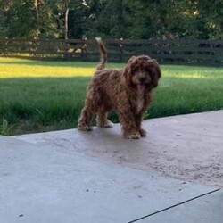 Jake/Cavapoo									Puppy/Male	/May 22nd, 2026,Healthy!! Happy!! Huggable is what I am!! My name is Jake and I am an F1b Cavapoo puppy!!I am Hypoallergenic and nonshedding!! I am adventerous and love playing!! I love people and interacting with other fur pals! I will be sure to attract lots of attention with my sweet puppyality! I come to you vet checked, dewormed, and up to date on all vaccines and dewormer.My Mom is our own sweet Josie a 19# F1 Cavapoo and Dad is Rookie a handsome 11# mini Poodle. Please contact Fran to find out more on the process of adopting me into my new home.shipping is available anywhere in the USA! There will be a 7% sales tax charge for all in home pick ups.