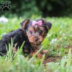 Luna/Yorkie									Puppy/Female	/9 Weeks,Hi, my name is Luna, and I’m an adorable ACA Registered Yorkshire Terrier puppy with a sweet personality and plenty of love to give! I have a beautiful coat, bright little eyes, and a playful, affectionate nature that makes me a wonderful companion. I enjoy exploring, playing with toys, and spending time with people, but I also love curling up for snuggles when it’s time to relax. I am up to date on my vaccines and dewormer and come with a one-year genetic health guarantee. My estimated adult weight is around 9 pounds, making me the perfect little companion to take along on life’s adventures.