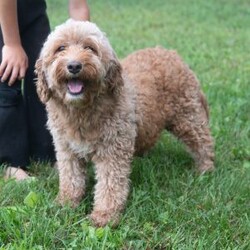 Nick/Mini Labradoodle									Puppy/Male	/9 Weeks,This is Nick. He is a handsome red haired little guy looking for a fur-ever home! He’d love to be your best friend! Family raised, up to date on shots and dewormer, and comes with a 1 year genetic health guarantee. He’s socialized with our children, who help care for the puppies!! He comes with a small bag of food, blanket, toy and a collar. Give us a call today! We’re open Monday-Saturday 8-8 and closed on Sundays. Sunday messages will be returned on Monday. Country Echo Pets,  Raymond Lapp Sunbury Pa 17801 Pa License #17927