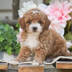 Kyle/Toy Poodle									Puppy/Male	/9 Weeks,Welcome to the King family! We have an adorable litter of 5 Toy Poodle puppies currently available; 3 boys & 2 girls. The mother and puppies are all in home family raised. All puppies come fully vet checked with shots and dewormer, paperwork, 30 day health guarantee, small bag of puppy food & more. The Toy Poodle dog breed is a perfect choice for someone wanting a small full grown dog, zero shedding & hypoallergenic, great family personality dog for children as well. Toy Poodles love a great mix of cuddles and playtime! Give us a call today to reserve yours!