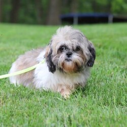 Bebee/Shorkie									Puppy/Female	/12 Weeks,Meet Bebee, a cute Shorkie puppy with a friendly, playful personality. She enjoys playing with toys, exploring her surroundings, and spending time with people. Bebee has been raised with care and attention and is well on her way to becoming a loving companion for her new family.