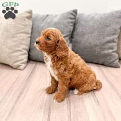 Alexus/Mini Goldendoodle									Puppy/Female	/11 Weeks,Hello there! I’m Alexus a beautiful Mini Goldendoodle puppy! These puppies have a Mom that weighs around 33 pounds and Dad weighs around 12 pounds! Alexus is the perfect addition to any family. Don’t miss the opportunity to bring home this delightful Mini Goldendoodle puppy! I’m well socialized with children and ready to fit into your family! I would love to fill your home with all of my  puppy love! I have been vet checked, microchipped and I am up to date on vaccinations and dewormings and will come with a one year genetic health guarantee. Call or text anytime to make me the newest addition to your family and get ready to spend a lifetime of tail wagging fun!  