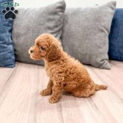 Buddy/Mini Goldendoodle									Puppy/Male	/9 Weeks,Meet Buddy! This sweet and adorable F1B Mini Goldendoodle is looking for a forever family!