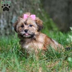 Bebee/Shorkie									Puppy/Female	/12 Weeks,Meet Bebee, a cute Shorkie puppy with a friendly, playful personality. She enjoys playing with toys, exploring her surroundings, and spending time with people. Bebee has been raised with care and attention and is well on her way to becoming a loving companion for her new family.