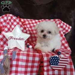 Callie/Bichon Frise									Puppy/Female	/May 13th, 2026,Callie is a wee tiny baby girl of 1.1 lbs doesn’t seem to know she is the smallest! She is a very adventurous and inquisitive playful little cuddle bug. She is started on her puppy pad training and is eating very well! Callie had her 6 wk check up at the vet, where she also got her vaccinations and her health certificate. She will have her 1 yr. health guarantee, a sample bag of food, some puppy pads and her birth certificate with her when she goes to her forever home. I have transportation options available. Callie would love to meet you and give you lots of sweet puppy kisses!