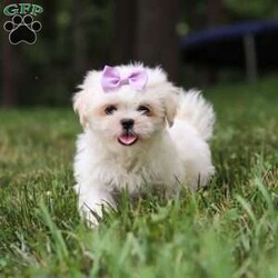 Claudia/Lhasa Apso									Puppy/Female	/11 Weeks,Meet Claudia, an ACA Lhasa Apso puppy with a soft, fluffy coat and a friendly, affectionate personality. She enjoys spending time with people, playing with toys, and exploring her surroundings. Claudia has been raised with care and attention and is well on her way to becoming a loving companion for her new family.