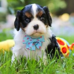 Adopt a dog:Declan/Cavalier King Charles Spaniel/Female/June 16, 2026,Hi, I'm Declan! I'm a 5-week-old male Cavalier King Charles Spaniel with a beautiful black & white coat, born on June 16. I'll be ready to go home to my forever family after August 11, once I'm grown enough to leave my litter. When I reach my adult size, I should weigh between 8–23 lbs. I'm AKC registered. My happy paws can't wait to dance through your home.