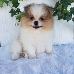 Max/Pomeranian									Puppy/Male	/10 Weeks,Meet Max! This beautiful pomeranian puppy is very friendly and playful. He is being family raised and is used to being around children. Max has been vet checked and is up-to-date on shots and deworming. This cutie is ready for his new home! You can call or text us for more information or to schedule a visit. 