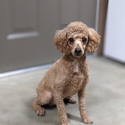 Buddy/Mini Goldendoodle									Puppy/Male	/9 Weeks,Meet Buddy! This sweet and adorable F1B Mini Goldendoodle is looking for a forever family!