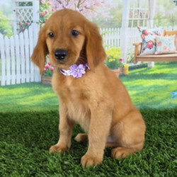 Adopt a dog:Mia/Golden Retriever/Female/May 12, 2026,Hi, I'm Mia! I'm a 10-week-old female Golden Retriever with a beautiful golden coat, born on May 12. I am ready now to plan my trip to my forever family. Once I reach my adult size, I'm expected to weigh between 45–75 lbs. I'm AKC registered. I'm ready to be your loyal companion through thick and thin.