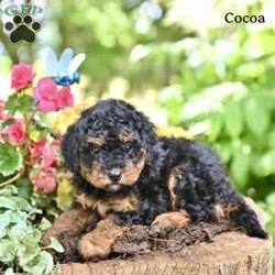 Cocoa/Miniature Poodle									Puppy/Female	/May 9th, 2026,These adorable Mini Poodle puppies are looking for loving homes where they will be cherished and spoiled with plenty of love and attention. They have been well socialized and enjoy spending time with people, making them wonderful companions . Their friendly personalities and playful nature make them a joy to be around.