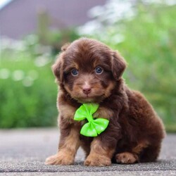 Walter/Mini Aussiedoodle									Puppy/Male	/7 Weeks,Hi, my name is Walter, and I’m an absolutely adorable Mini Aussiedoodle puppy with a happy personality and a heart full of love! I enjoy exploring new places, learning new things, and spending time with the people around me. Whether I’m playing with my favorite toys, going on little adventures, or curling up for cozy snuggles after a fun-filled day, I’m happiest when I’m surrounded by love and attention. With my soft, fluffy coat, bright, expressive eyes, and irresistible charm, I’m sure to bring joy and laughter wherever I go. I can’t wait to find my forever family and fill every day with love, companionship, and unforgettable memories.