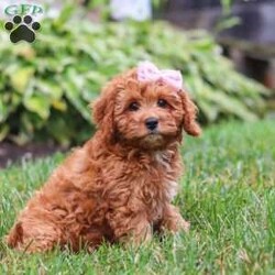 Addy/Cavapoo									Puppy/Female	/13 Weeks,Meet Addy, the epitome of charm and cuteness in the form of a Cavapoo puppy! She is a delightful blend of energy, intelligence, and affection, ready to prance into your heart and home. Her expressive eyes and wagging tail show the joy and warmth she brings to every interaction. Raised with love and care, she is the perfect fit for families and individuals alike, ready to become a cherished member of your family. With her soft, fluffy coat, she makes the perfect little snuggle buddy. Thanks to her Poodle heritage, she is intelligent and quick to pick up on new things, making her easy to train and adaptable to a variety of situations.
