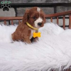 Bessie/Cavapoo									Puppy/Female	/7 Weeks,hey i am Bessie , i am bashful , and a wee it shy but don’t worry i warm up pretty quickly with a little time and once i get to know you 
