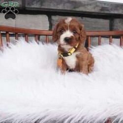 Bessie/Cavapoo									Puppy/Female	/7 Weeks,hey i am Bessie , i am bashful , and a wee it shy but don’t worry i warm up pretty quickly with a little time and once i get to know you 