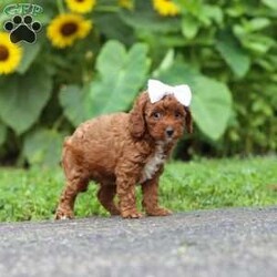 Dolly/Miniature Poodle									Puppy/Female	/7 Weeks,Meet Dolly, an absolutely adorable AKC Mini Poodle puppy with a playful personality and a heart full of love! This sweet little girl loves exploring new places, playing with her favorite toys, and making new friends wherever she goes. Whether she’s enjoying a fun adventure or snuggling up for cuddle time, she’s happiest by your side. With her soft, curly coat, bright eyes, and affectionate nature, she’s sure to steal your heart from the very first moment you meet her. Ready to bring endless love, laughter, and companionship, this precious little pup can’t wait to become a cherished member of her forever family!