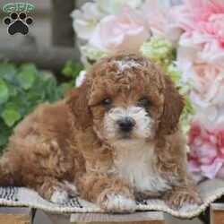 Kyle/Toy Poodle									Puppy/Male	/9 Weeks,Welcome to the King family! We have an adorable litter of 5 Toy Poodle puppies currently available; 3 boys & 2 girls. The mother and puppies are all in home family raised. All puppies come fully vet checked with shots and dewormer, paperwork, 30 day health guarantee, small bag of puppy food & more. The Toy Poodle dog breed is a perfect choice for someone wanting a small full grown dog, zero shedding & hypoallergenic, great family personality dog for children as well. Toy Poodles love a great mix of cuddles and playtime! Give us a call today to reserve yours!