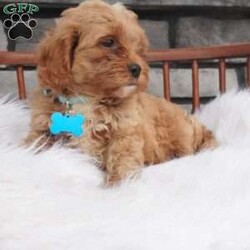 Fritz/Cavapoo									Puppy/Male	/8 Weeks,Hello meet me Fritz, i love love making new friends im a socail littke guy full of energy ill be sure to bring lots of love and Lauhter to you life 