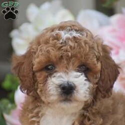 Kyle/Toy Poodle									Puppy/Male	/9 Weeks,Welcome to the King family! We have an adorable litter of 5 Toy Poodle puppies currently available; 3 boys & 2 girls. The mother and puppies are all in home family raised. All puppies come fully vet checked with shots and dewormer, paperwork, 30 day health guarantee, small bag of puppy food & more. The Toy Poodle dog breed is a perfect choice for someone wanting a small full grown dog, zero shedding & hypoallergenic, great family personality dog for children as well. Toy Poodles love a great mix of cuddles and playtime! Give us a call today to reserve yours!