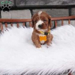 Bessie/Cavapoo									Puppy/Female	/7 Weeks,hey i am Bessie , i am bashful , and a wee it shy but don’t worry i warm up pretty quickly with a little time and once i get to know you 