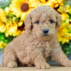 Adopt a dog:Jango/Goldendoodle/Female/June 23, 2026,Hi, I'm Jango! I'm a 7-week-old male Goldendoodle. My dad is a Poodle and my mom is a Goldendoodle. I have a beautiful apricot coat, and I was born on June 23. I'll be ready to go home to my forever family after August 25, once I'm grown enough to leave my litter. I'm ready to make every day a little brighter with my puppy love.