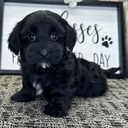 Adopt a dog:Sienna/Havanese/Female/June 17, 2026,Hi, I'm Sienna! I'm a 7-week-old female Havanese with a beautiful black coat, born on June 17. I'll be ready to go home to my forever family after August 19, once I'm grown enough to leave my litter. When I reach my adult size, I should weigh between 14–16 lbs. I'm AKC registered. I can't wait to bring my wagging tail and loving heart to your home.