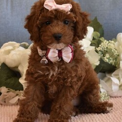 Cali Girl/Toy Poodle									Puppy/Female	/8 Weeks,Cali is a Gorgeous AKC Registered Pick of the litter Toy Poodle, She never has a bad day and is always happy, she loves to play with her brother and her stuffed animals, she is confident gal, she doesn’t get separation anxiety at all, she will play in her playpen with no issues, she has a beautiful red soft hypoallergenic curly coat, and she loves to strut her stuff as if she is the Princess, Cali is beautiful, When she is full grown she will be around 7 to 8 pounds, her parents are 8 and 7 pounds, Cali is AKC registered, Microchipped, Vaccinated and dewormed, if you are interested in this little lady call or text, please Do Not email regarding Cali as the emails get way too full and I no longer check them, call or text only