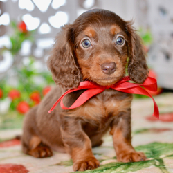 Adopt a dog:Howie/Dachshund/Female/June 15, 2026,Hi, I'm Howie! I'm an 8-week-old male Dachshund with a beautiful chocolate & tan coat, born on June 15. I am ready now to plan my trip to my forever family. I'm APRI registered. My tail wags for the thought of being part of a lovely family.