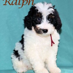 Ralph/Mini Bernedoodle									Puppy/Male	/May 22nd, 2026,Male Mini Bernedoodle puppy that is family raised and well socialized.  Both parnets are genetic health tested.   