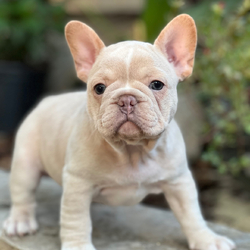 Pearl/French Bulldog/Female/June 14, 2026