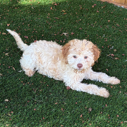 Adopt a dog:Diva/Lagotto Romagnolo/Female/May 17, 2026,Hi, I'm Diva! I'm a 12-week-old female Lagotto Romagnolo with a beautiful orange coat, born on May 17. I am ready now to plan my trip to my forever family. Once I reach my adult size, I'm expected to weigh between 19–36 lbs. I'm AKC registered. My heart is as big as my paws are tiny, and I'm ready to love you.