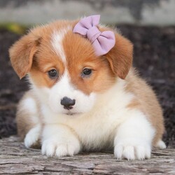 Adopt a dog:Marcie/Pembroke Welsh Corgi/Female/June 14, 2026,Hi, I'm Marcie! I'm an 8-week-old female Pembroke Welsh Corgi with a beautiful red coat, born on June 14. I am ready now to plan my trip to my forever family. Once I reach my adult size, I'm expected to weigh between 15–33 lbs. I'm AKC registered. I'm all set to make your days brighter and your nights cozier.