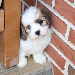 Jackson/Cavachon									Puppy/Male	/June 27th, 2026,Jackson is one of four in his litter, with an approximate adult weight of 12 to 18 pounds .