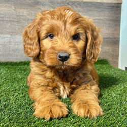Goldie/Goldendoodle/Female/